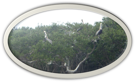 A group of birds in a tree

Description automatically generated
