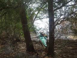 A person in a hammock in a forest

Description automatically generated with medium confidence